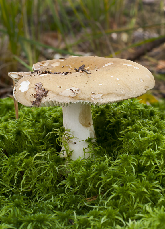 Russula clavipes